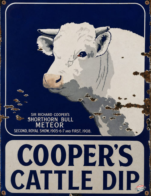 COOPER’S CATTLE DIP - SHORTHORN BULL